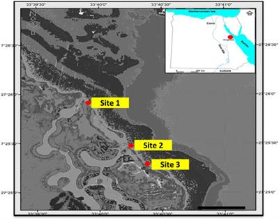 Effects of black sand on Oreochromis niloticus: insights into the biogeochemical impacts through an experimental study